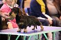 Crufts2011_2 553